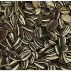 Garvo Gestreepte Zonnepitten 5241 - 12,5KG