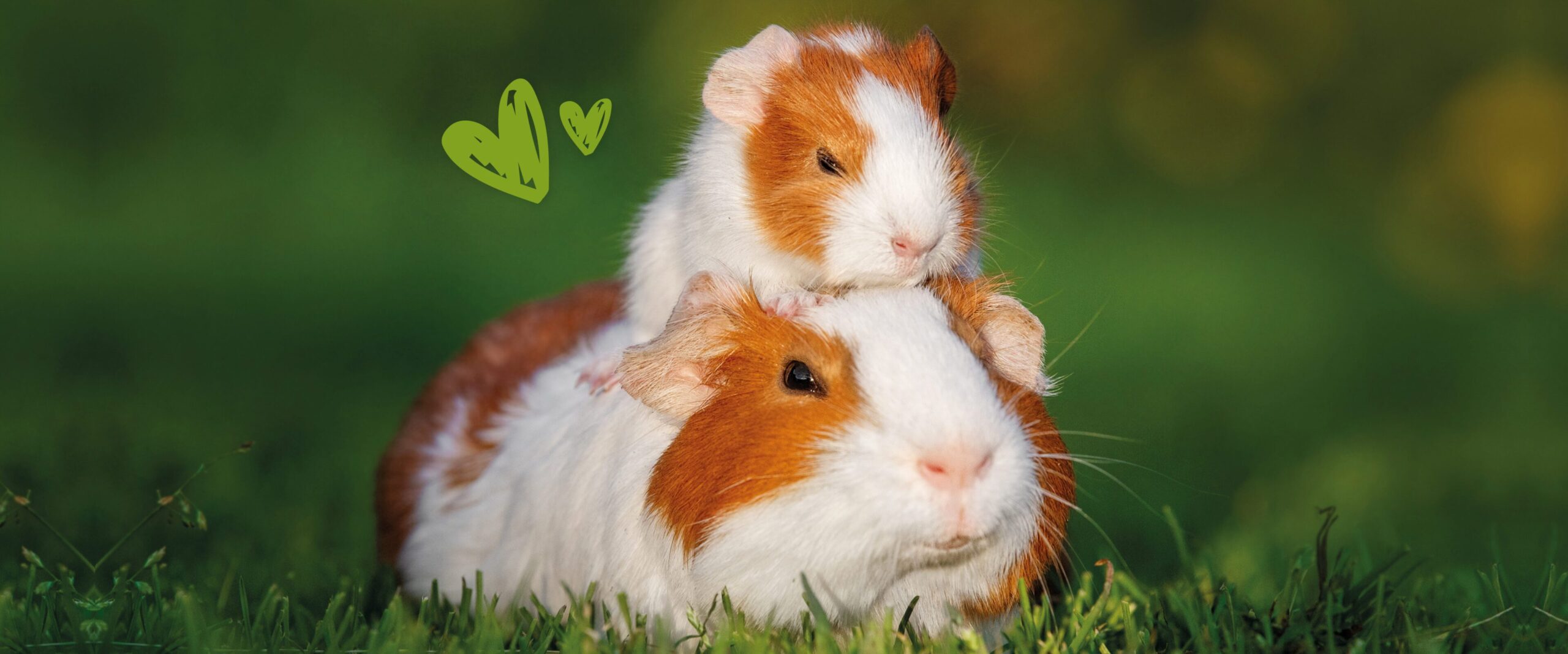 Trixie || EXO TERRA || Duvo Winkel -Trixie || EXO TERRA || Duvo Winkel Welk knaagdier past bij jou 2 scaled 1 scaled